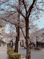 芦屋　茶屋之町の並木道