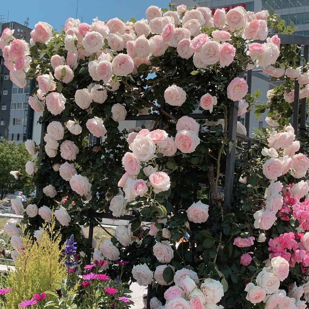 中之島バラ園