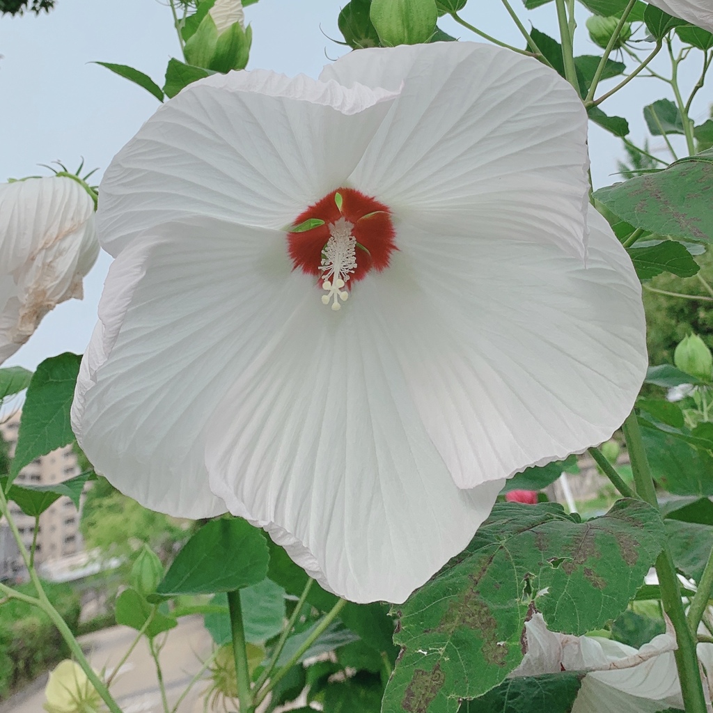 ニュービスカス