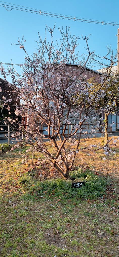 アーモンドの花