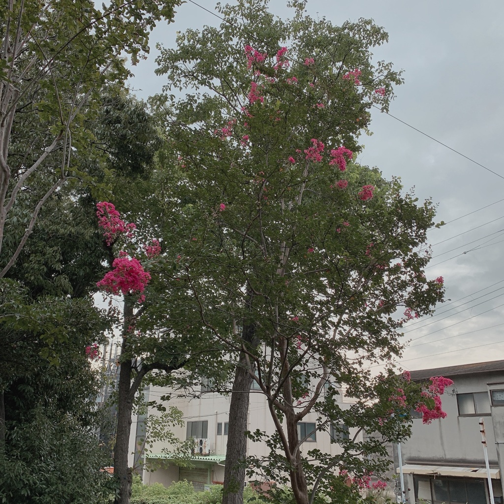 さるすべりの花