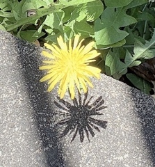 たんぽぽの影
