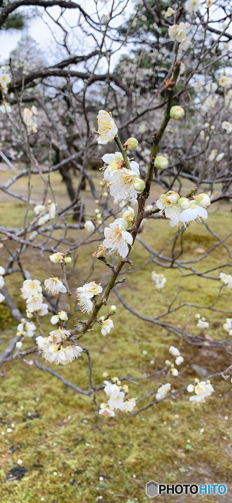 兼六園