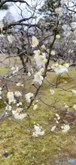 兼六園