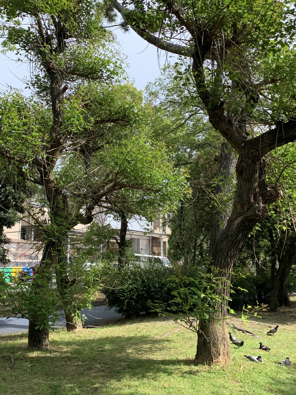 20日とたたずして…