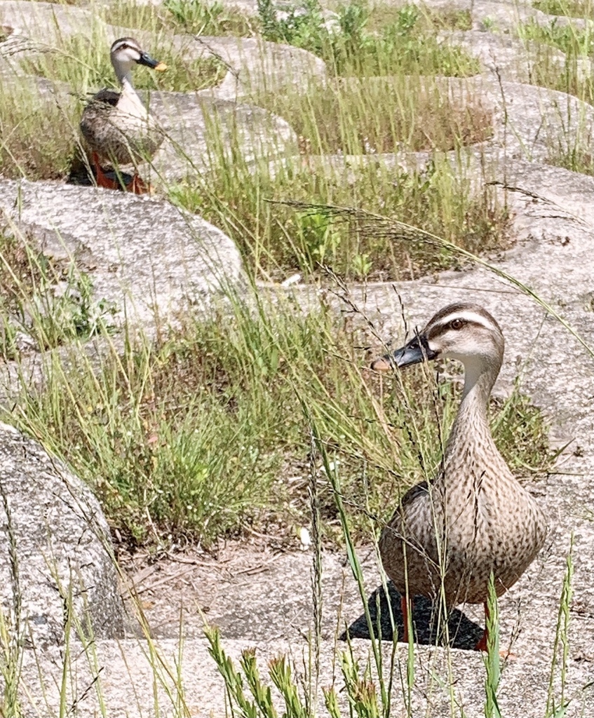 つがいのカルガモ