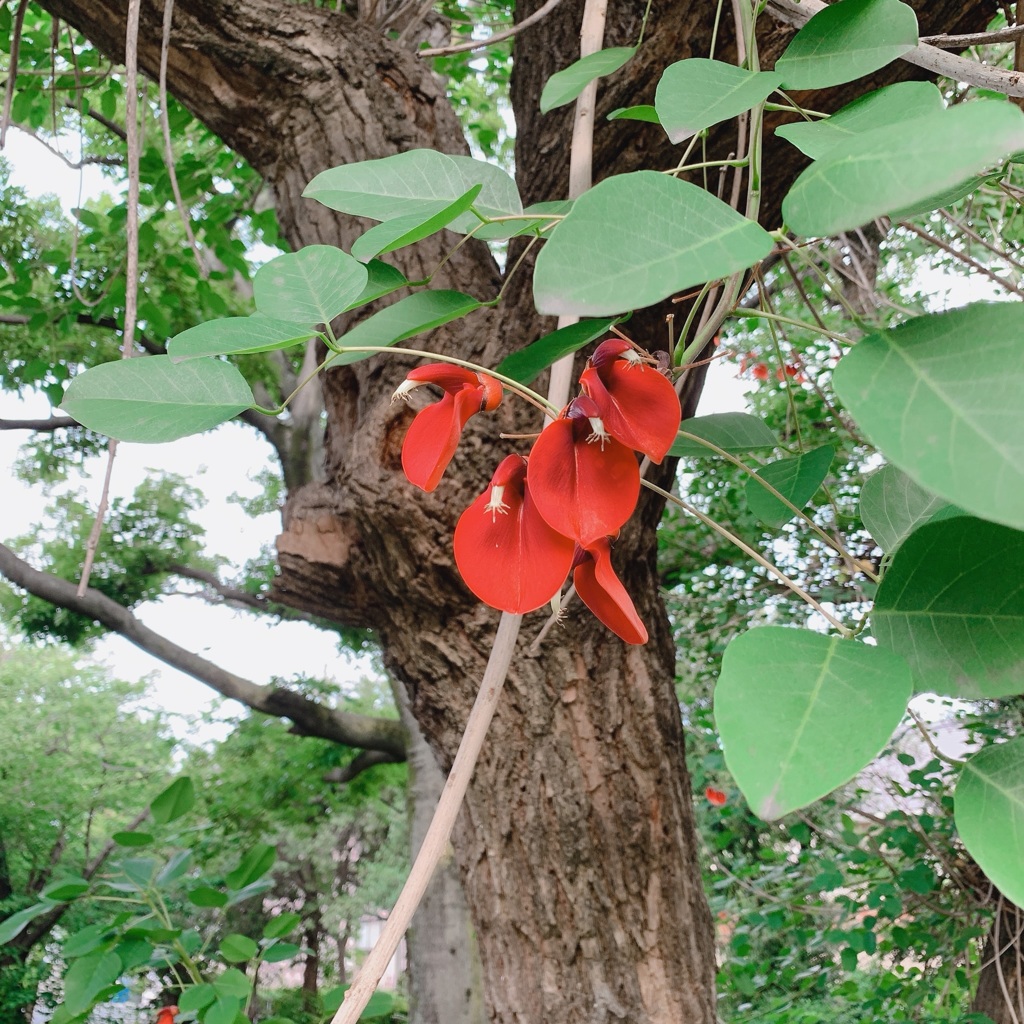デイゴの花