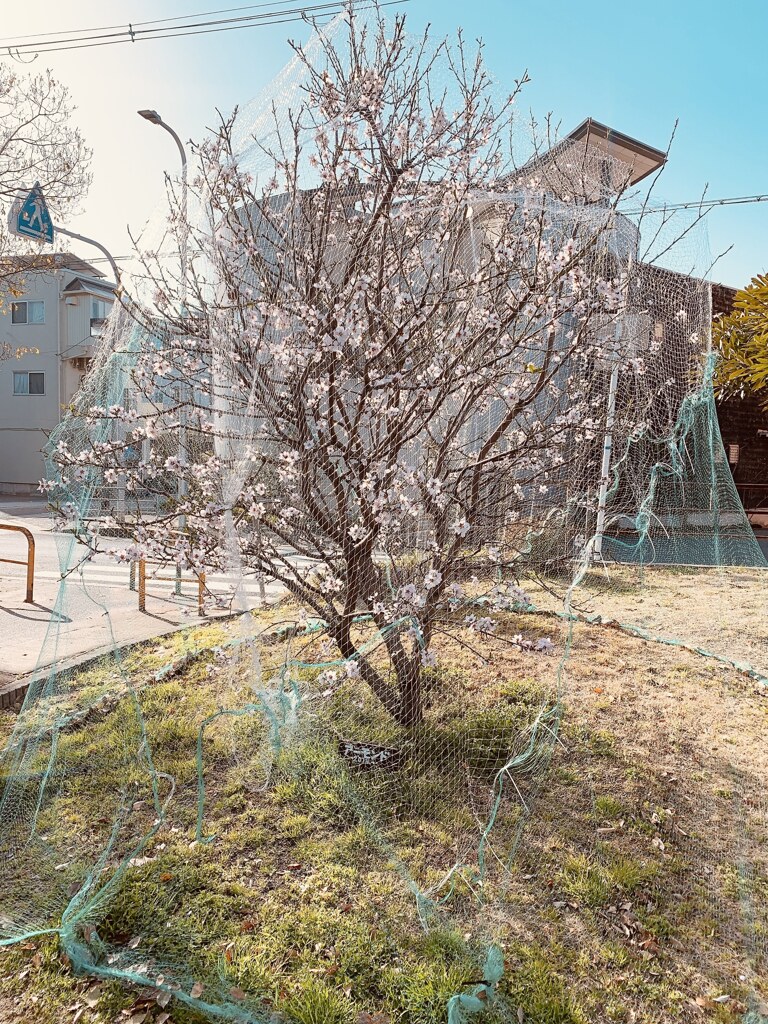 アーモンドの花