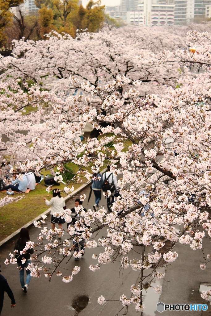 雨上がりの桜