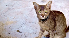猫
