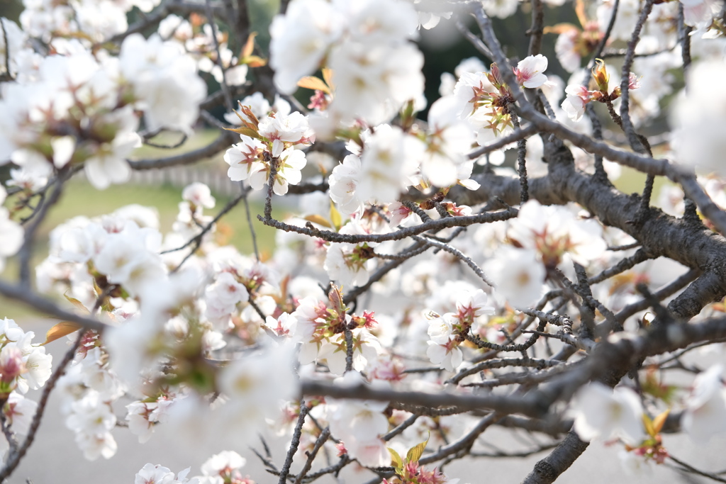 桜