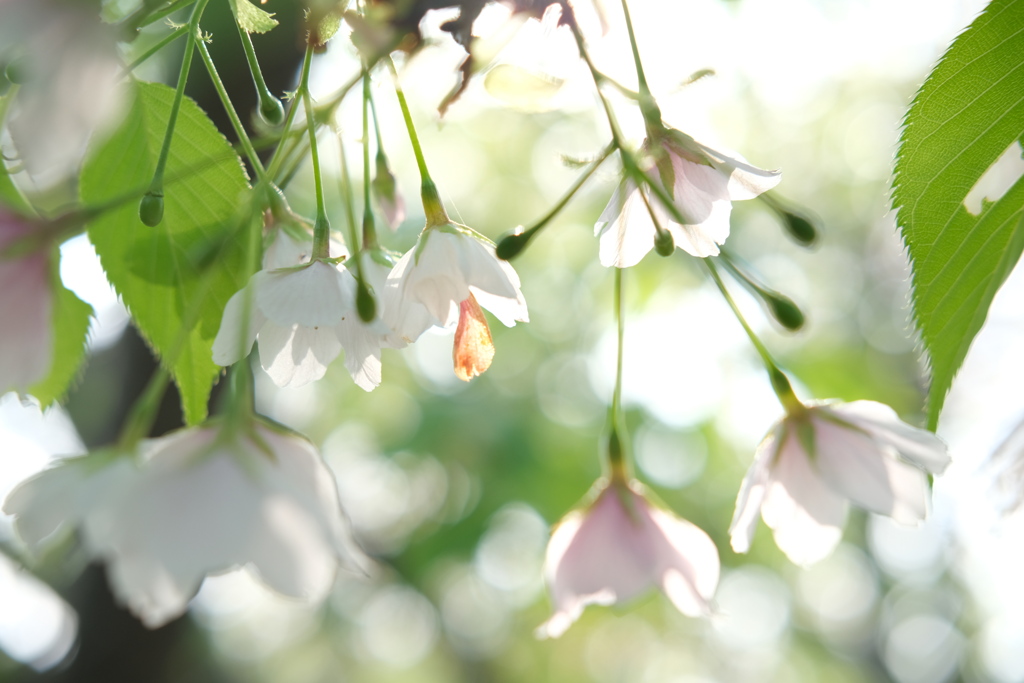 桜