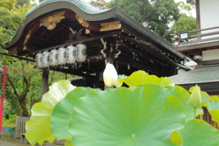 夏の京都　粟田神社