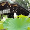 夏の京都　粟田神社