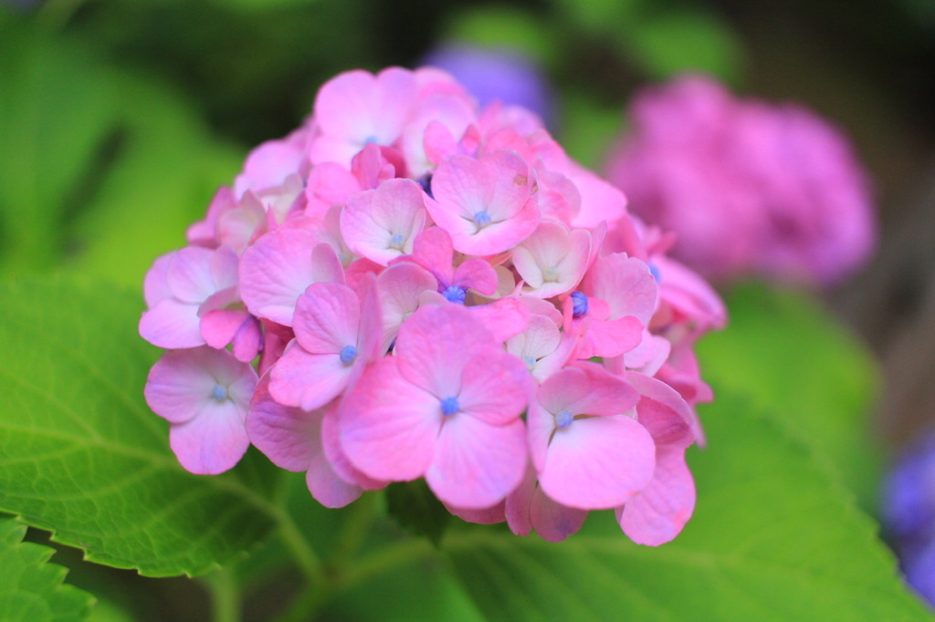 名古屋城の紫陽花