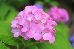 名古屋城の紫陽花