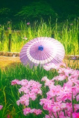 和傘と菖蒲