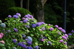 名城の紫陽花