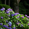 名城の紫陽花