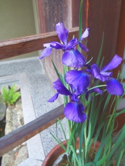 菖蒲