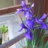 菖蒲