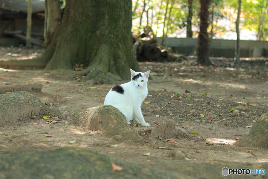 ねこ