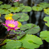 神代植物公園２
