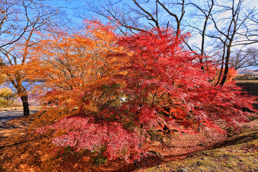 ダム湖畔の紅葉