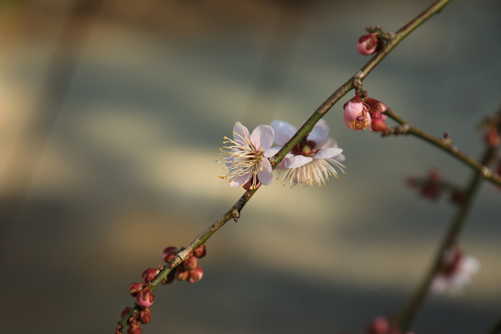 花の種類は？