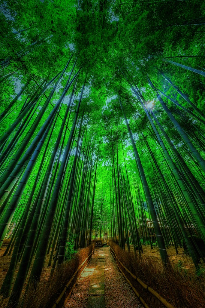 【鎌倉】報国寺の竹林