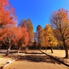 埼玉県 さいたま市 別所沼公園 紅葉