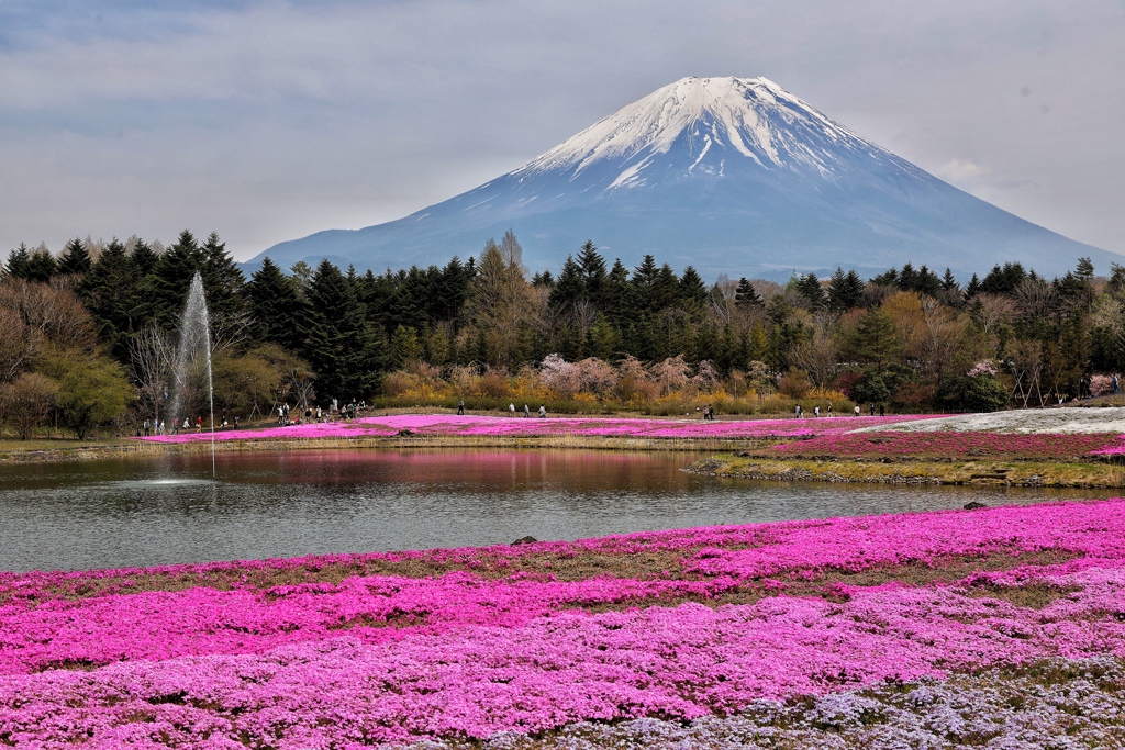 富士芝桜まつり