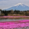 富士芝桜まつり