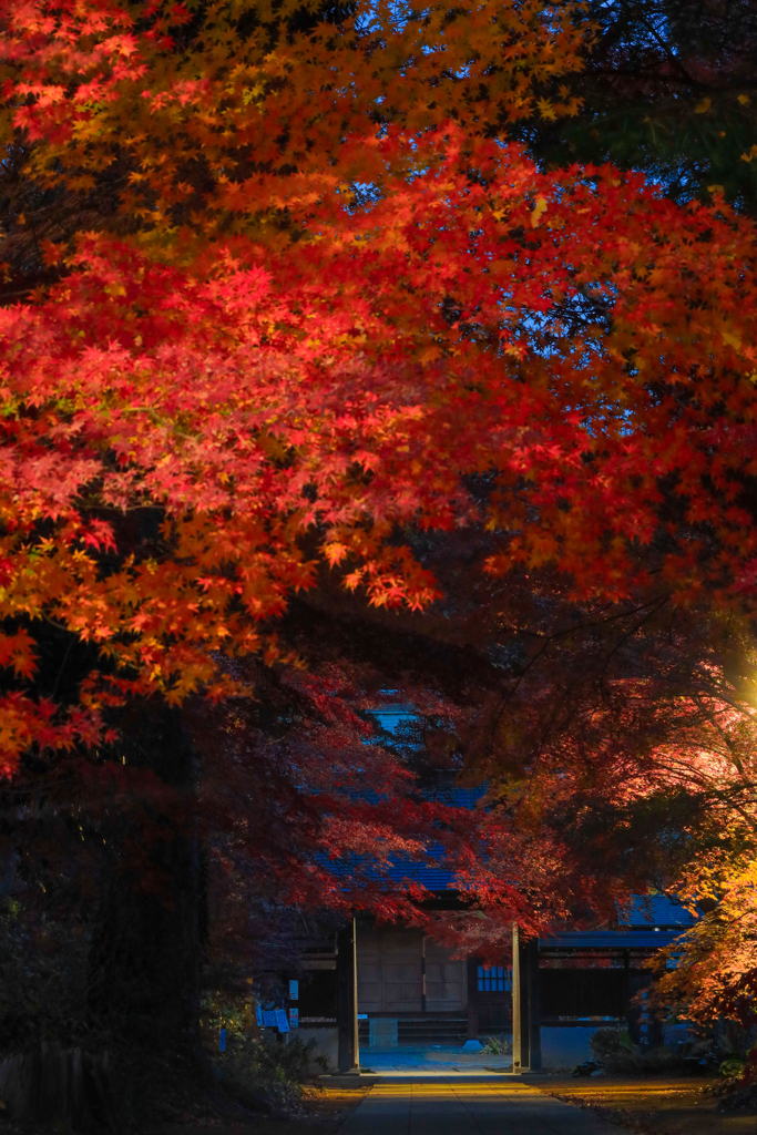 紅葉の見頃は師走です in 埼玉県川口市