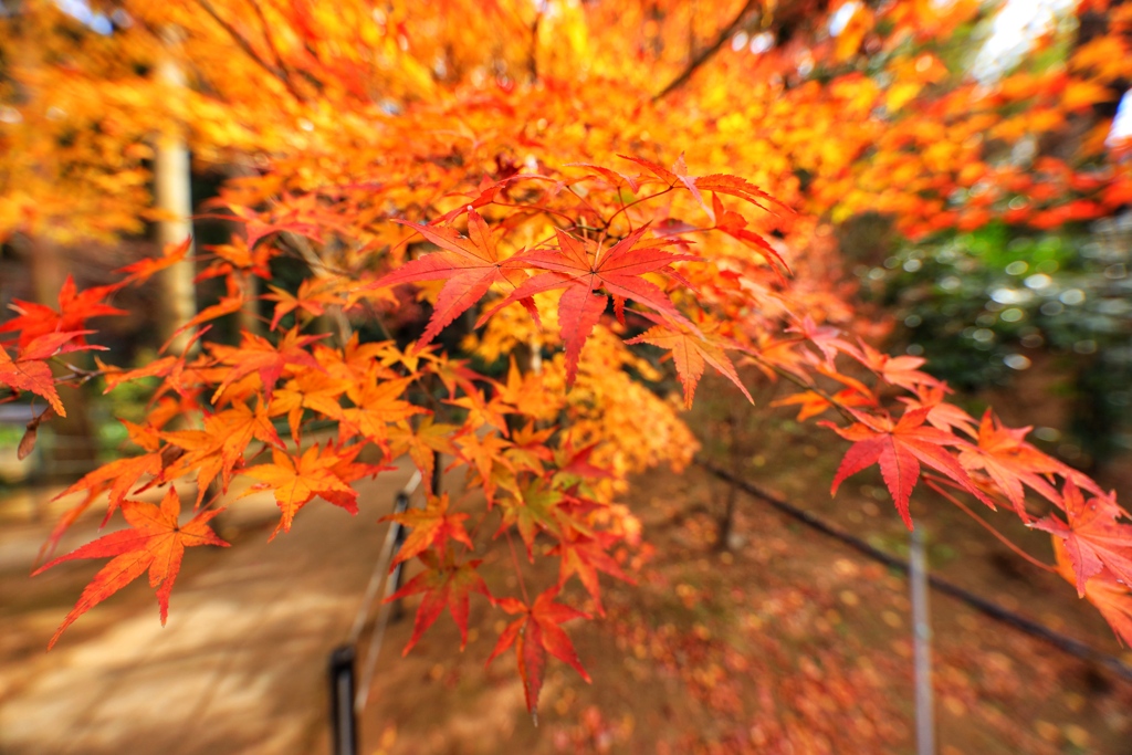 本土寺(千葉県松戸市)