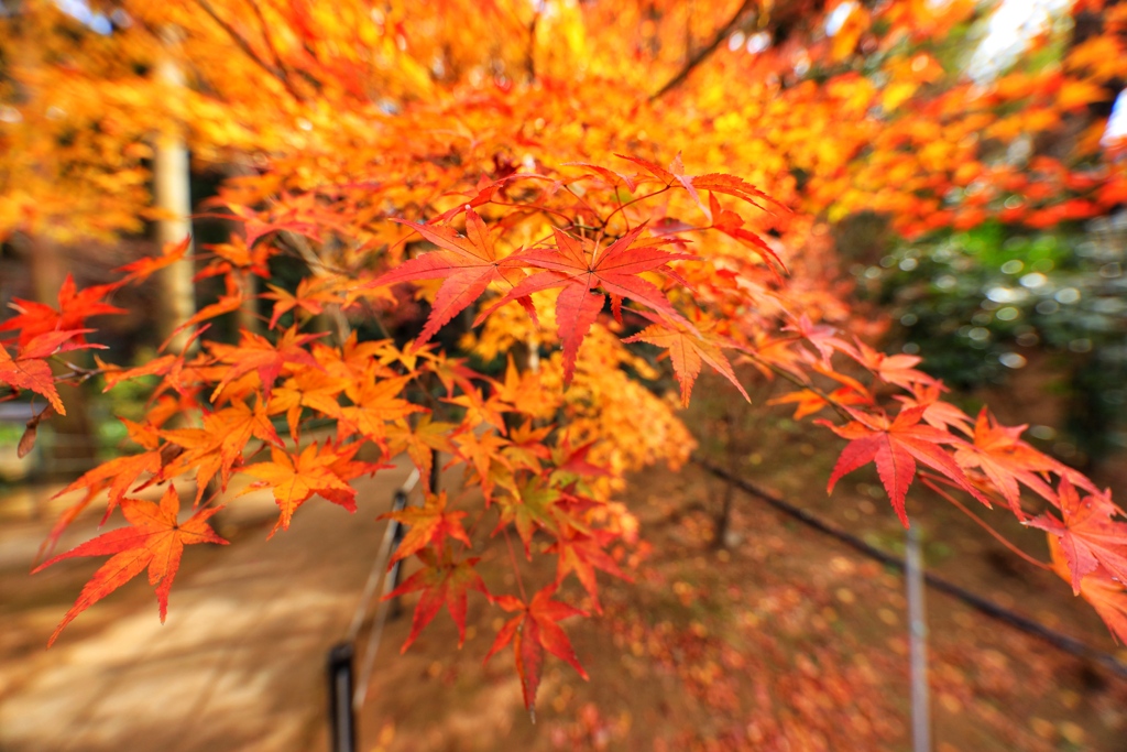 本土寺(千葉県松戸市)