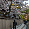 桜のある町