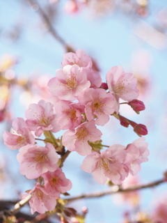 河津桜