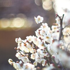 梅の花