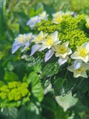 紫陽花