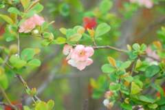 木瓜の花