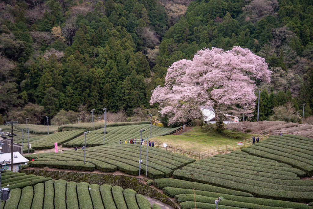 牛代のみずめ桜