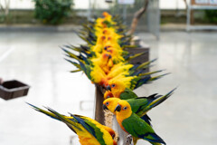 掛川花鳥園