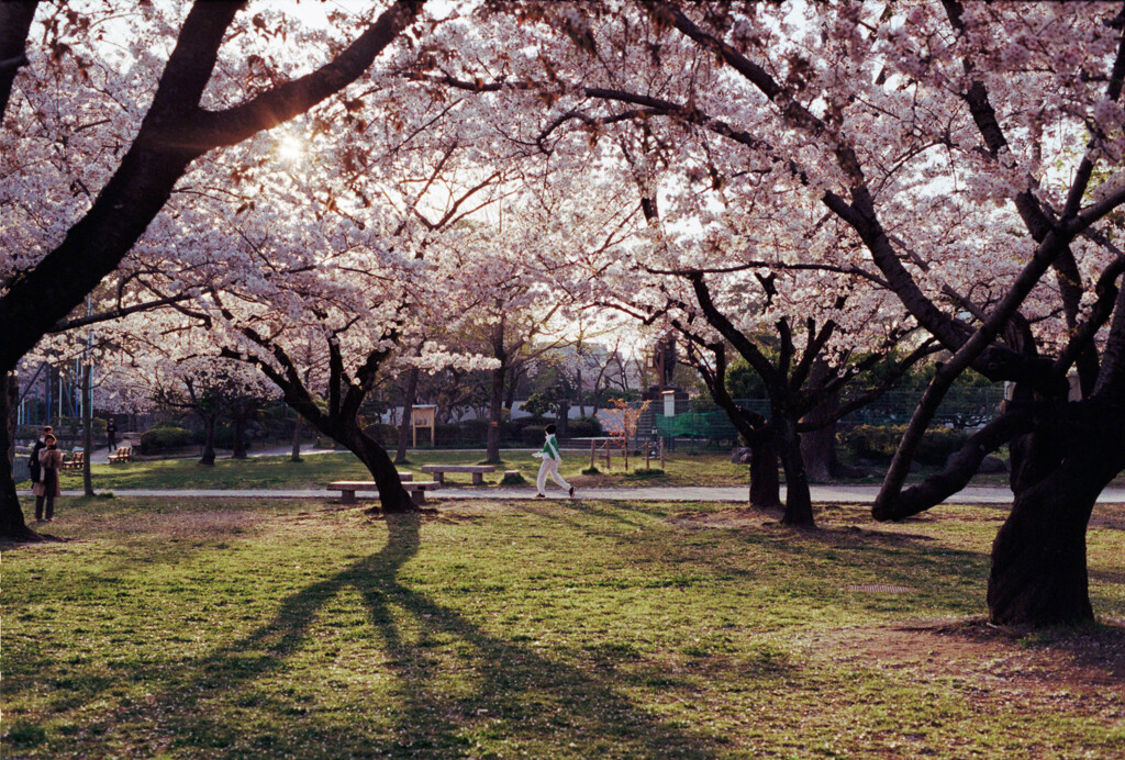 駿府城の桜