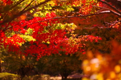 紅葉