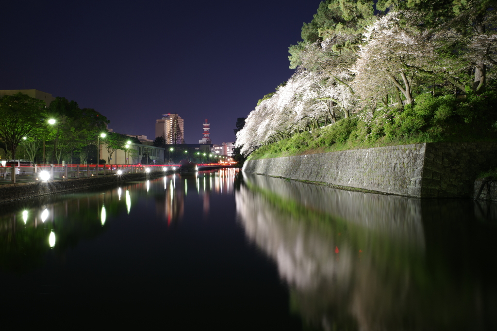 夜桜