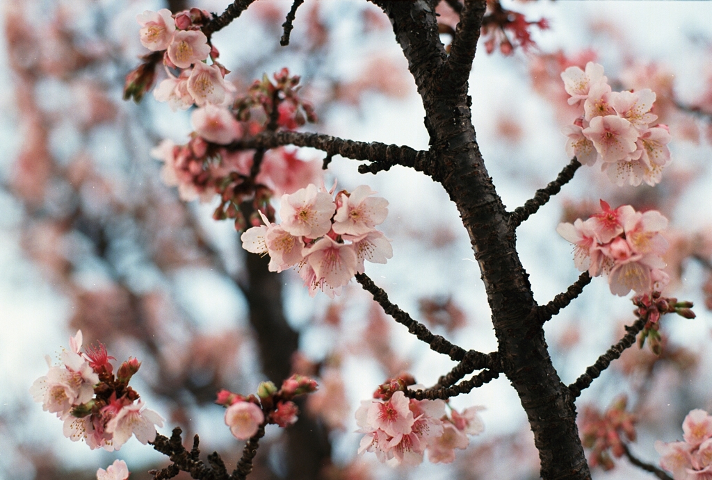 あたみ桜