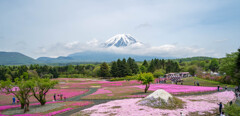 富士芝桜まつり