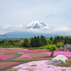 富士芝桜まつり