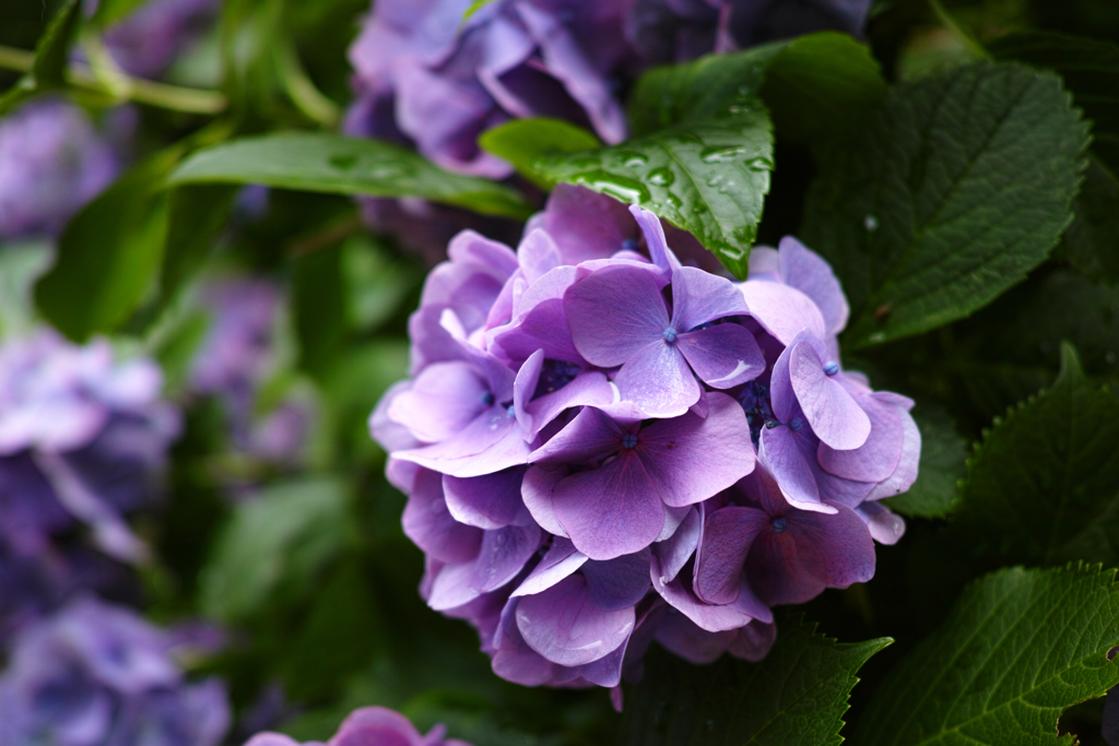 紫陽花1